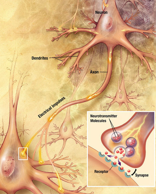 Chemische Synapse &ndash; Schema