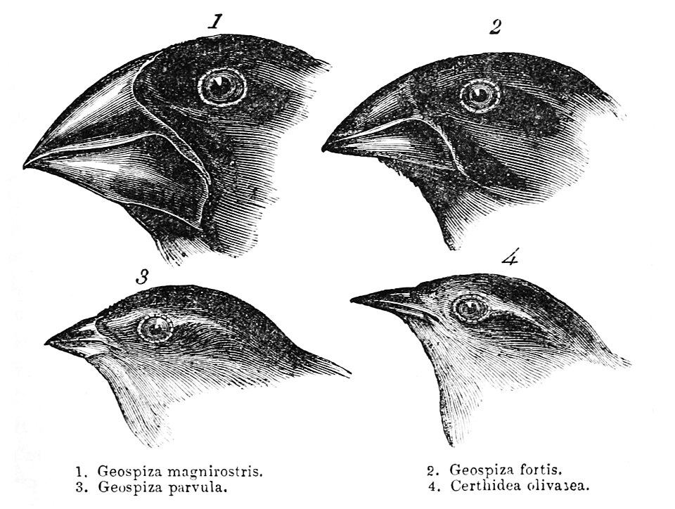 Darwinfinken &ndash; Galapagos, J. Gould 1845