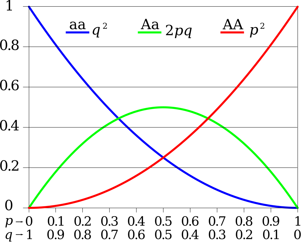 Hardy-Weinberg-Gleichgewicht &ndash; Diagramm