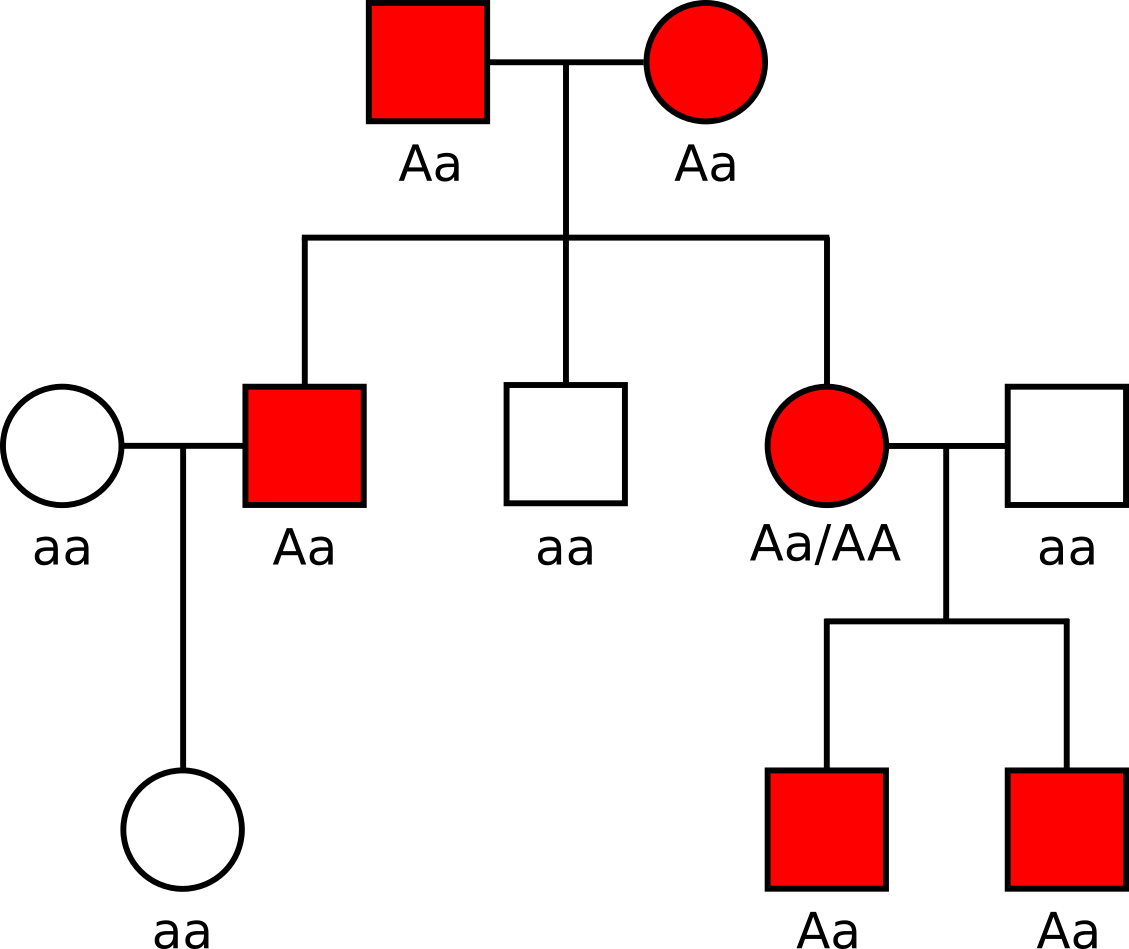 L&ouml;sung Brachydaktylie