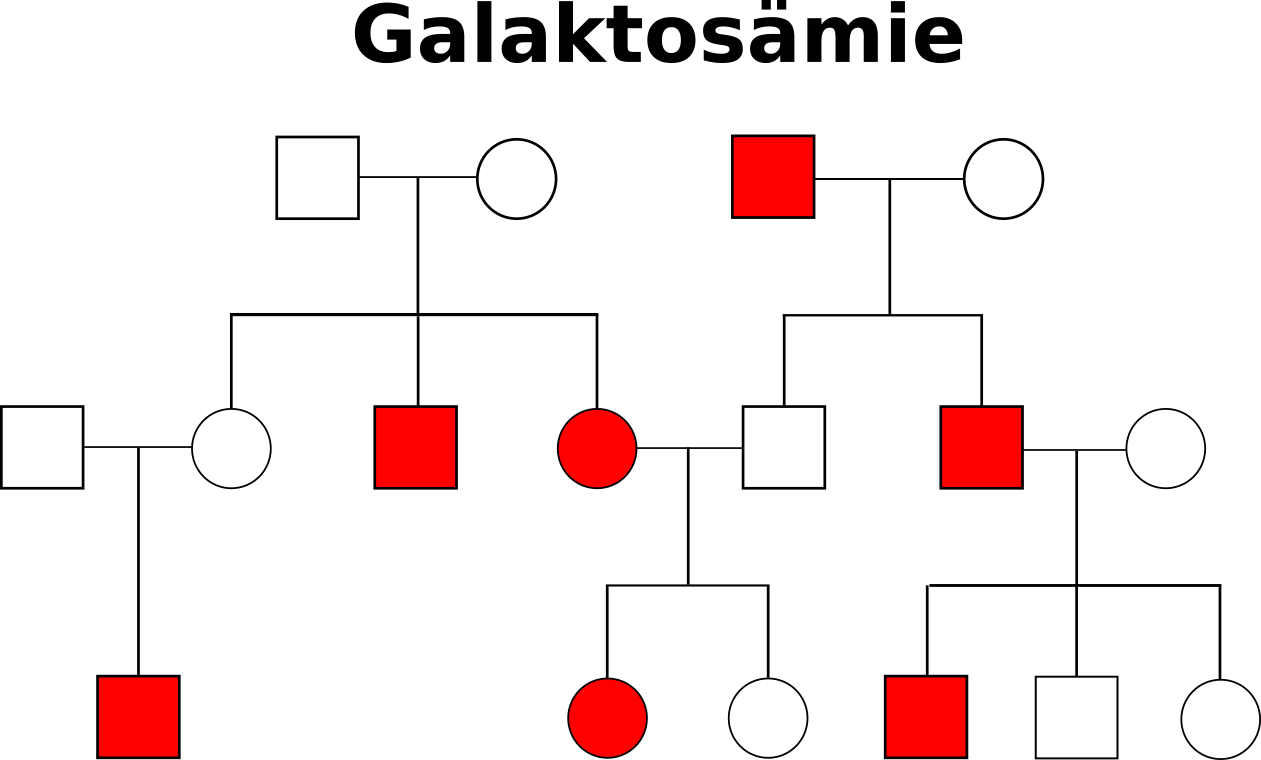 Stammbaum Galaktos&auml;mie