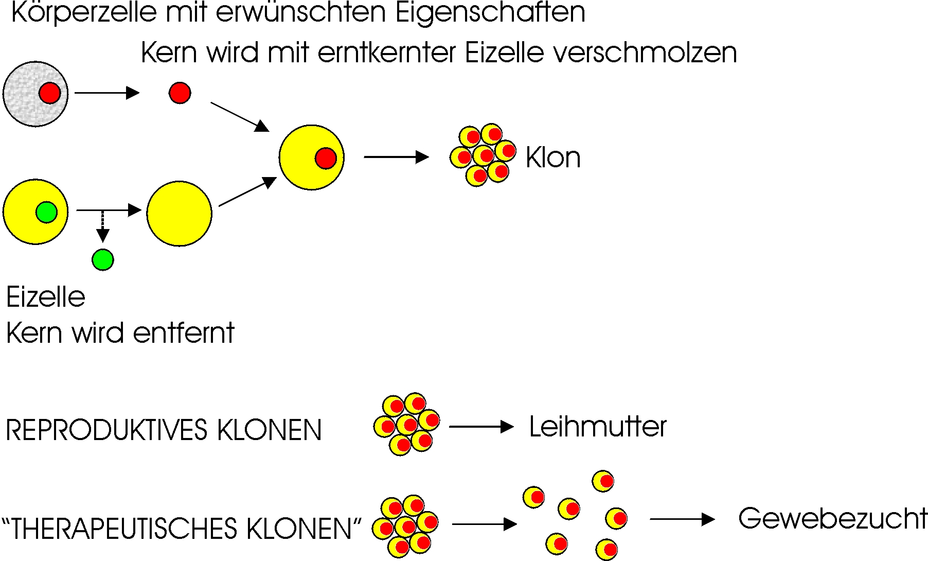 Somatischer Zellkerntransfer (SCNT)